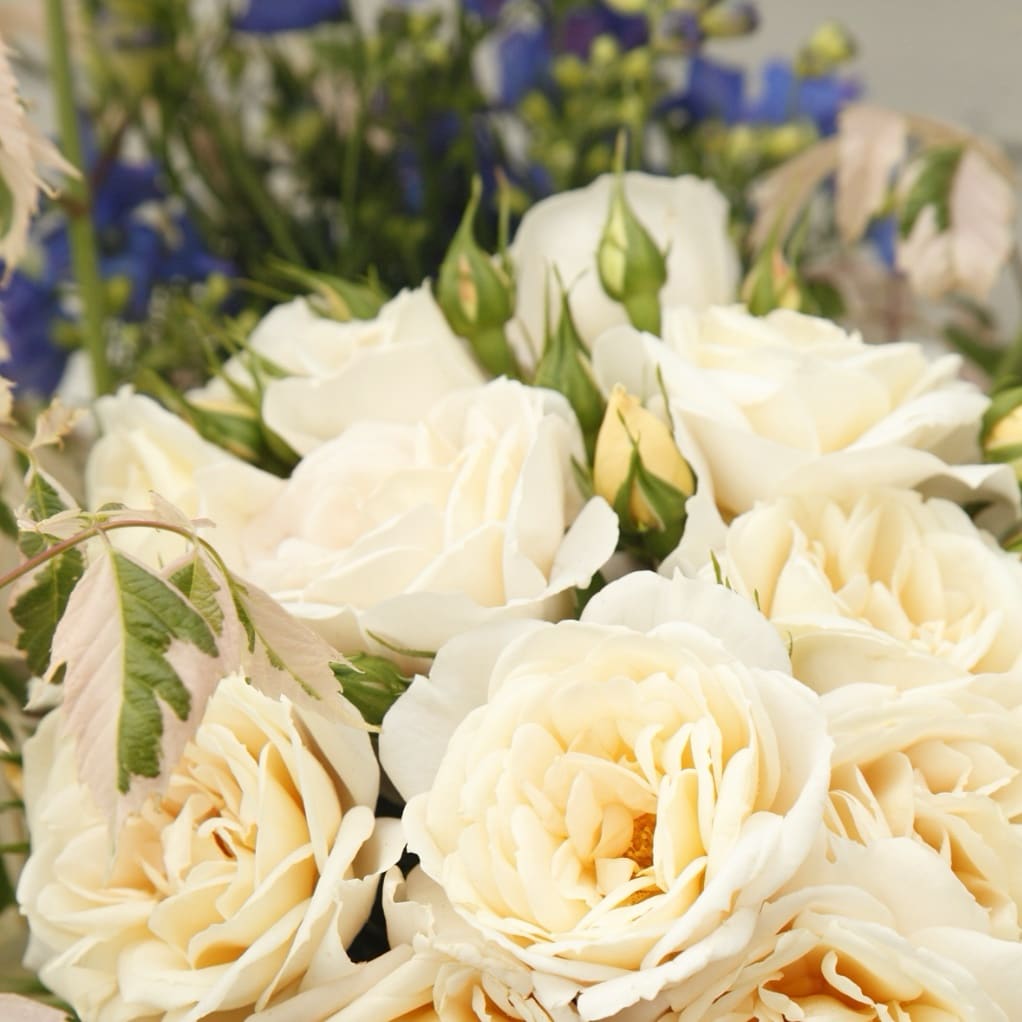 Rosa Lions-Rose®