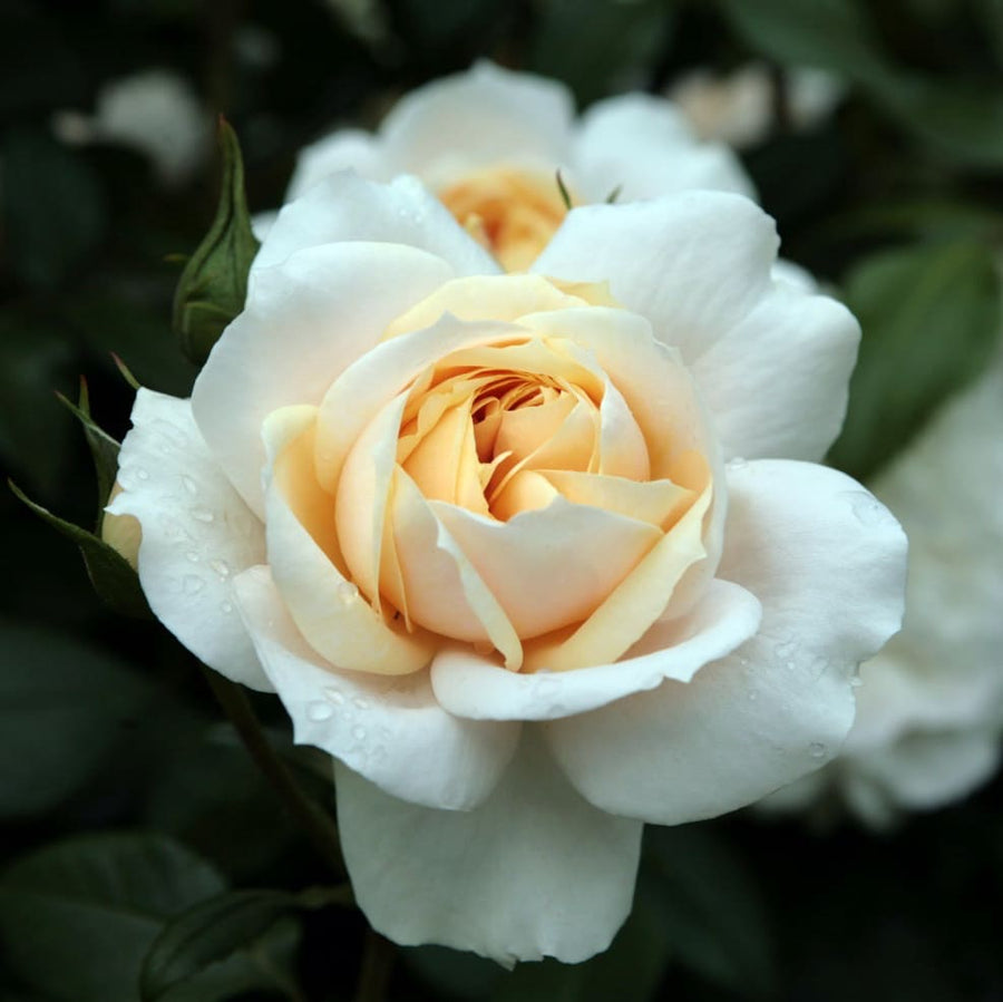Rosa Lions-Rose®
