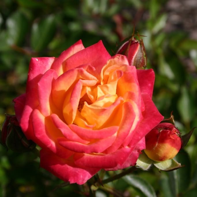 Rosa Little Sunset