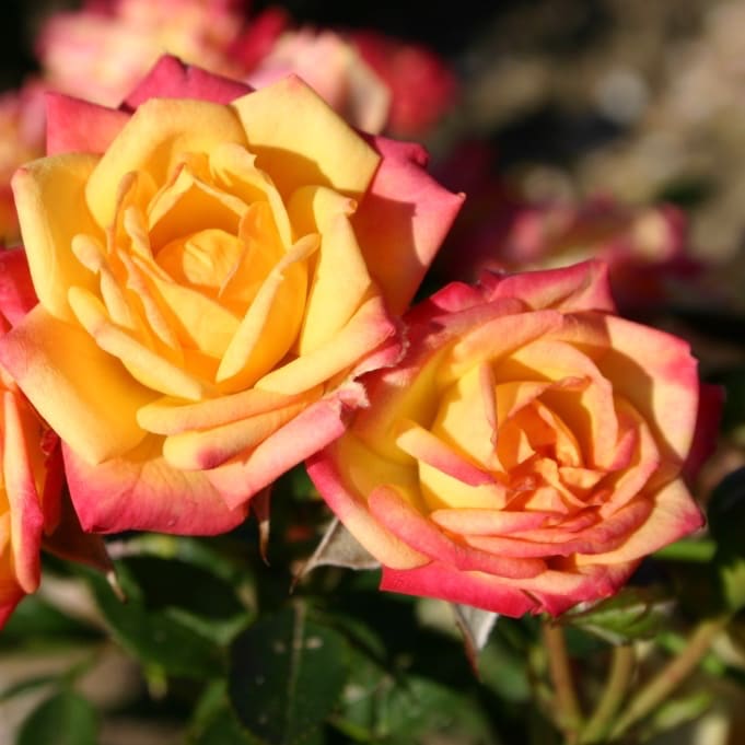 Rosa Little Sunset