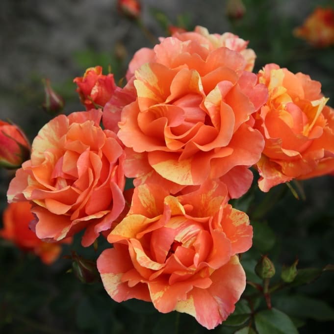 Rosa Lollipop®