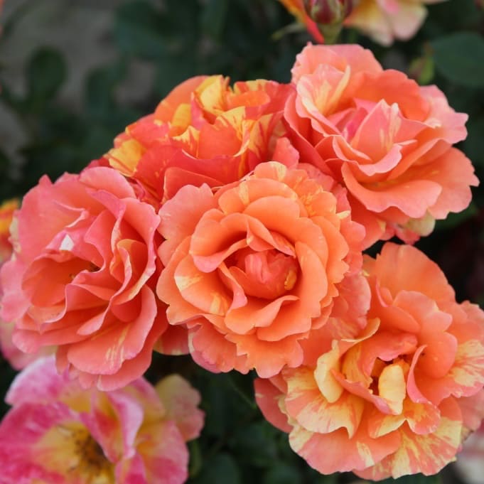Rosa Lollipop®