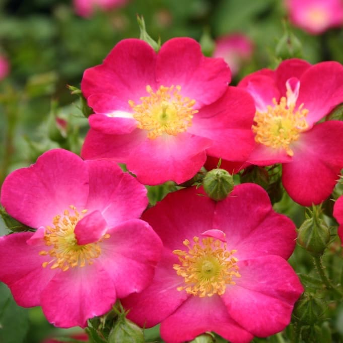 Rosa Lupo®