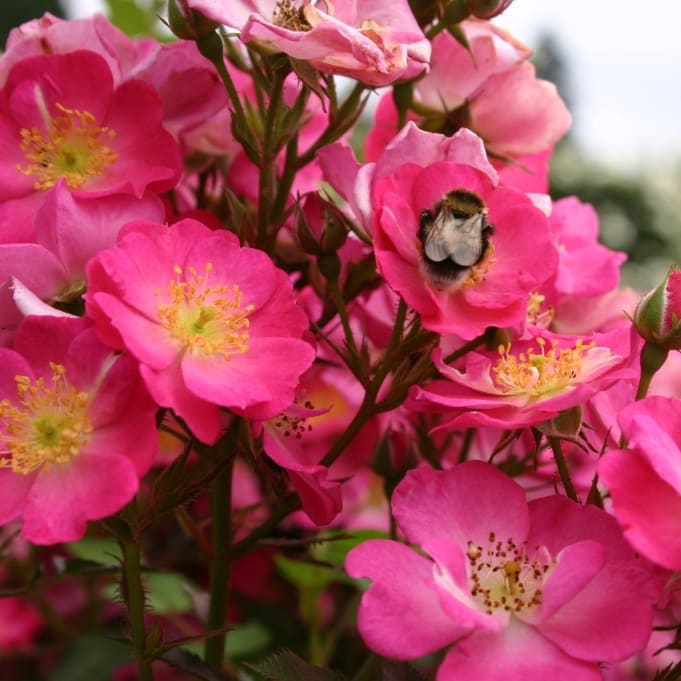 Rosa Lupo®