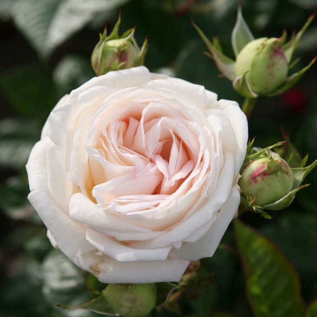Rosa Madame Anisette®