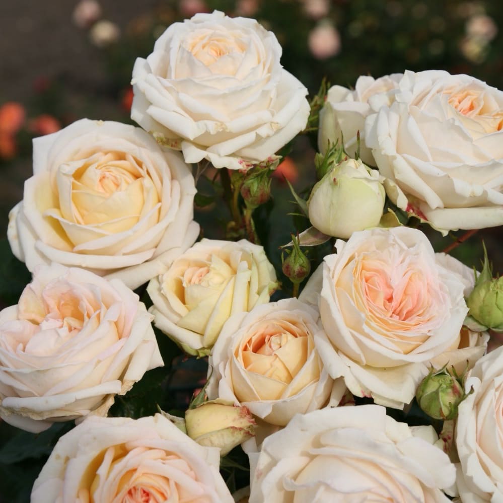 Rosa Madame Anisette®