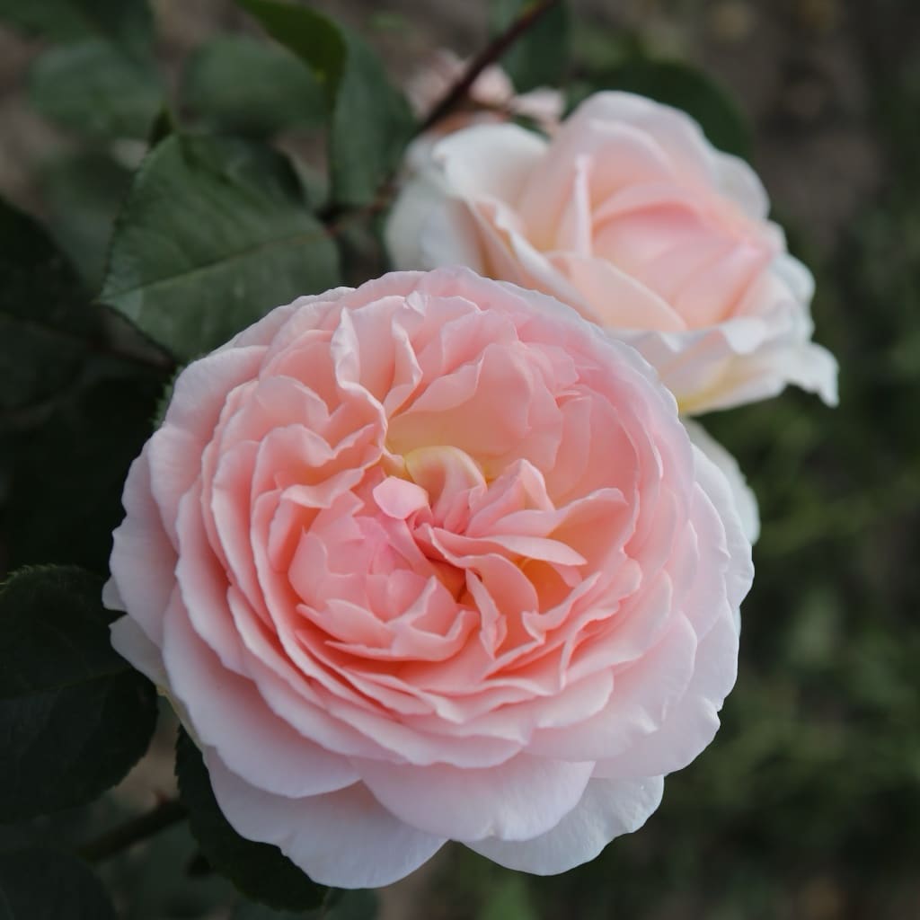 Rosa Märchenzauber®