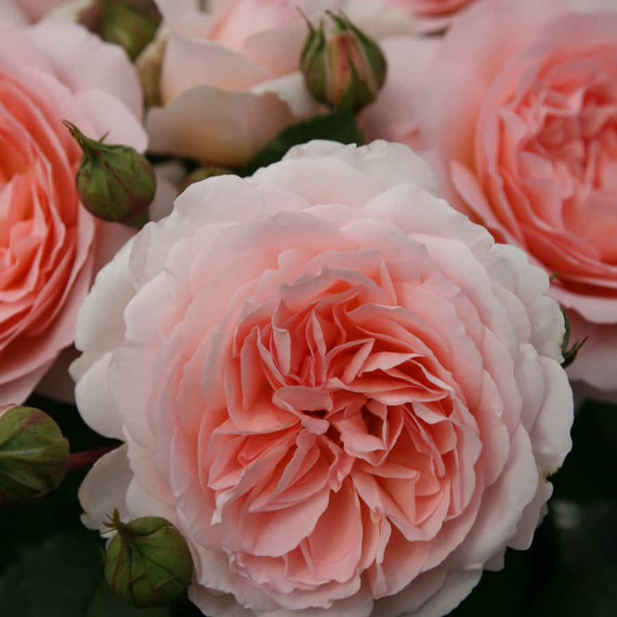 Rosa Märchenzauber®
