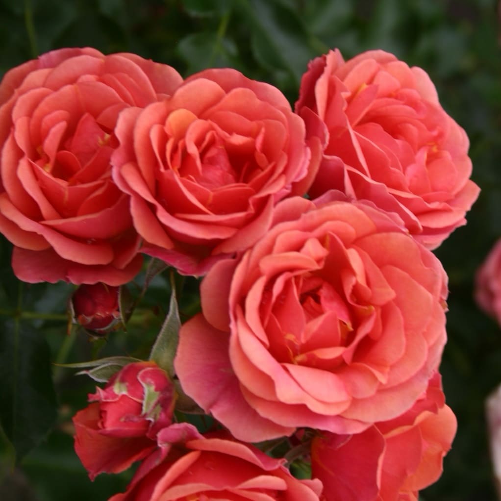 Rosa Mandarin® 2016