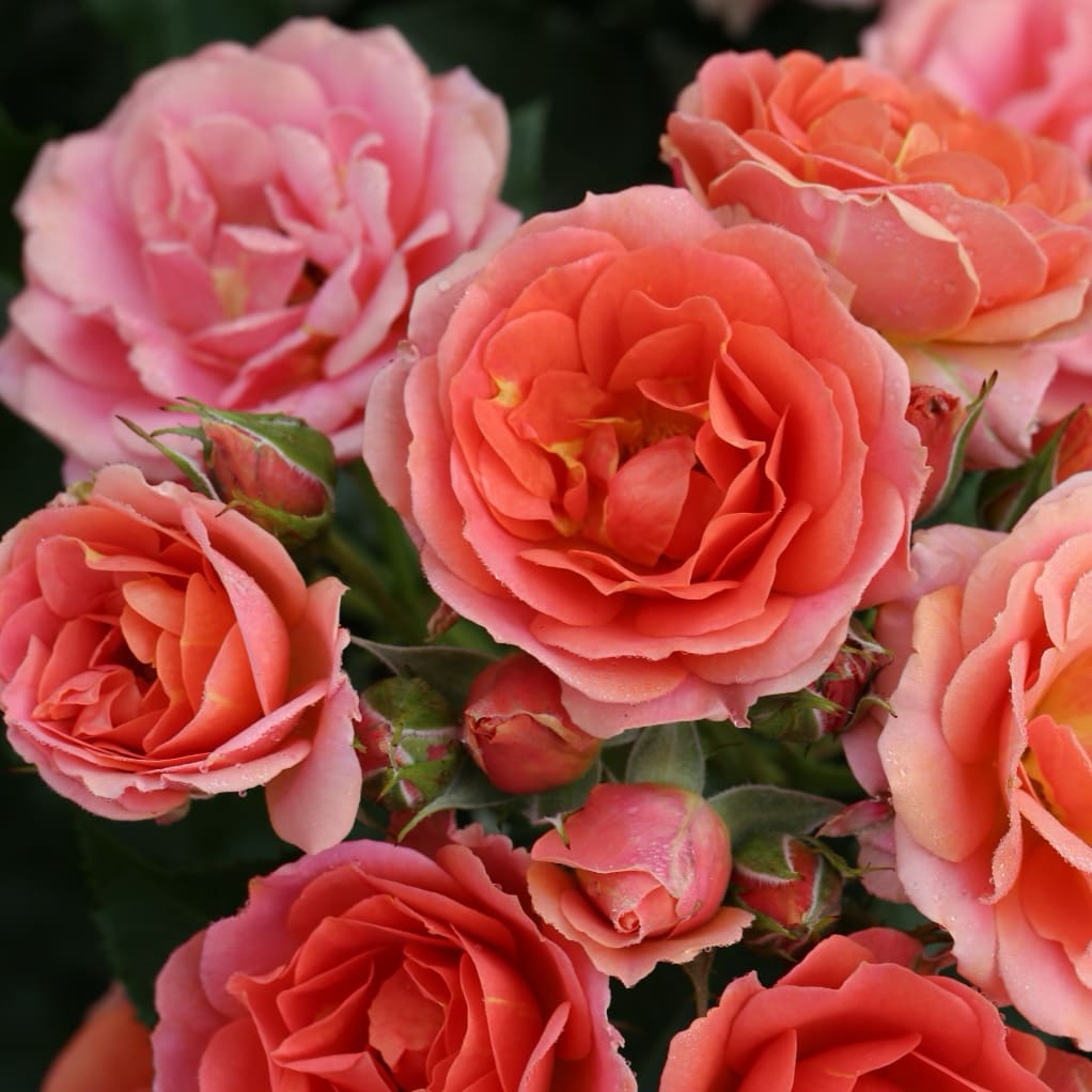 Rosa Mandarin® 2016