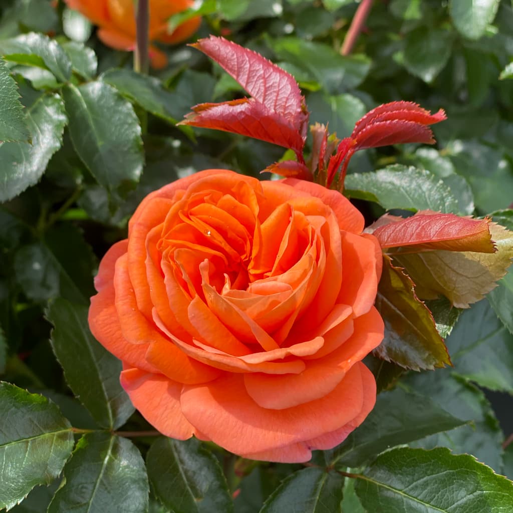 Rosa Mango®
