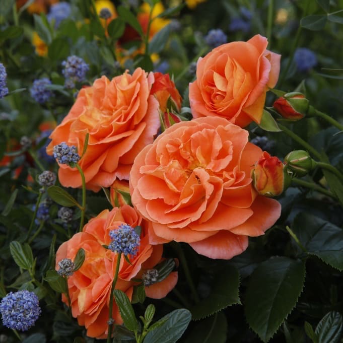 Rosa Mango®