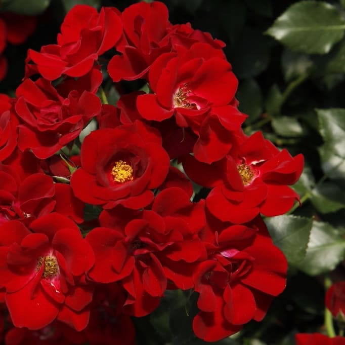 Rosa Marondo®