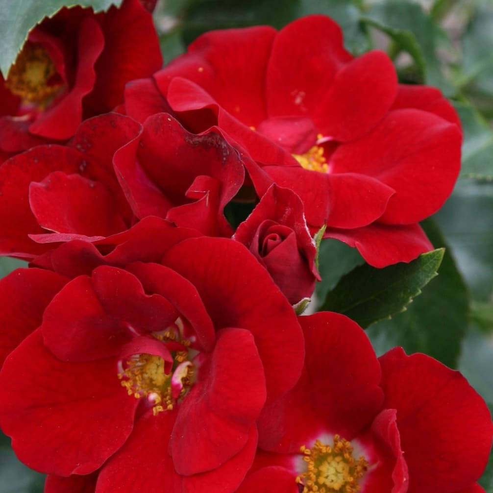 Rosa Marondo®