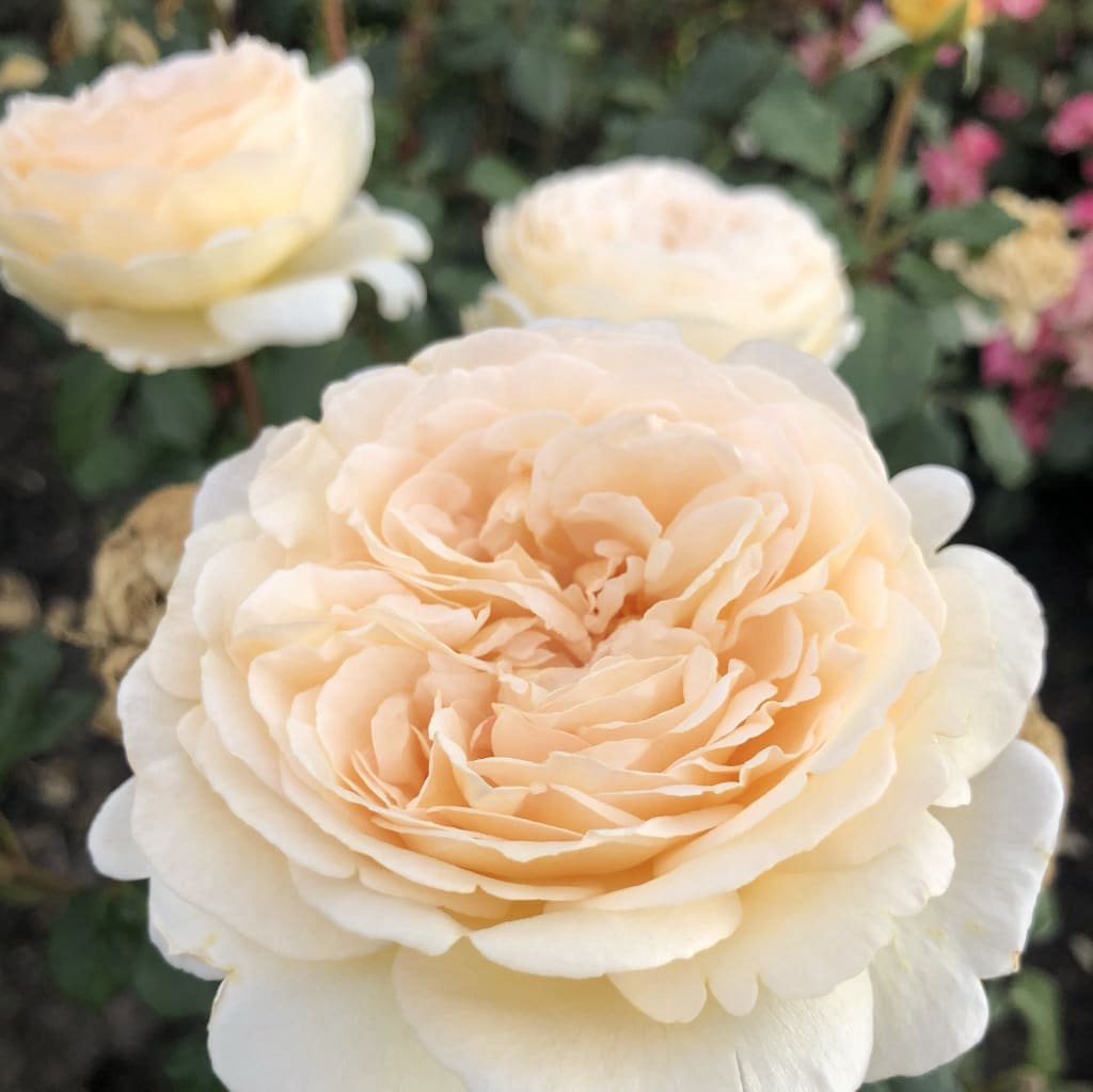 Rosa Marzipan®