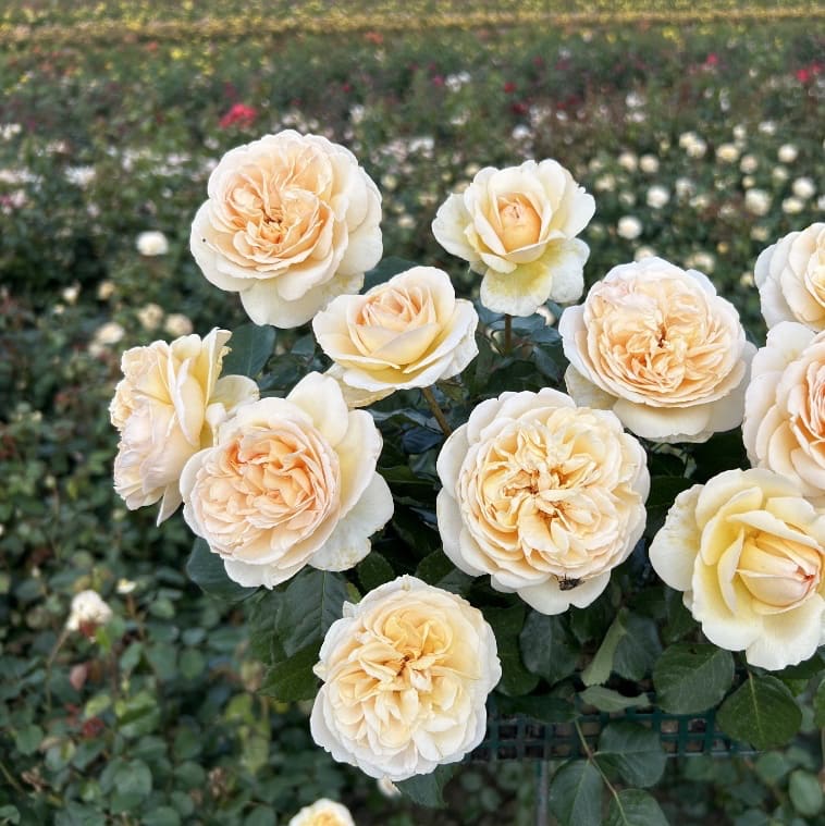 Rosa Marzipan®