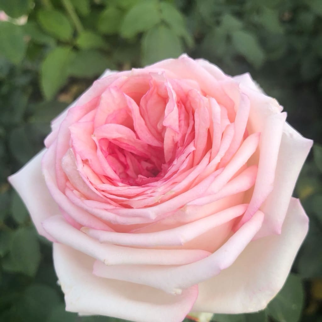Rosa Meine Rose