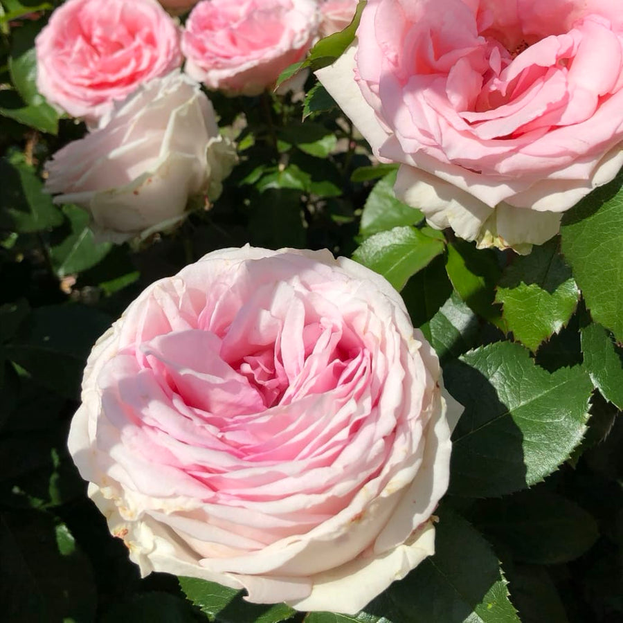 Rosa Meine Rose
