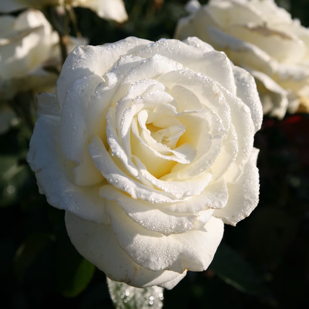 Rosa Memoire®
