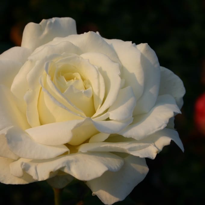 Rosa Memoire®
