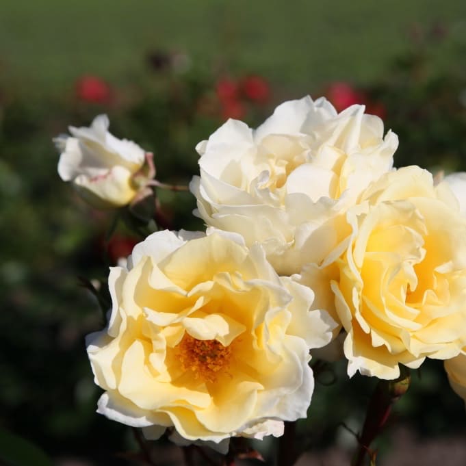 Rosa Mentor®-Rose
