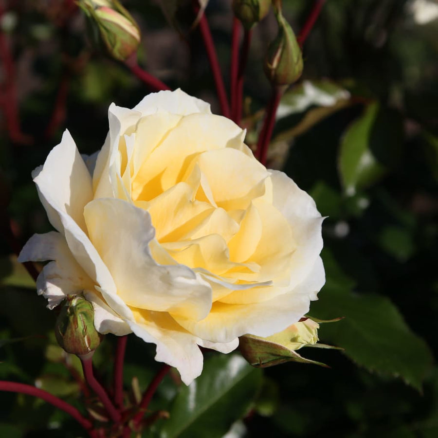 Rosa Mentor®-Rose
