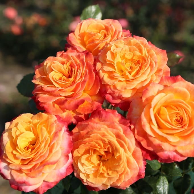 Rosa Meteor®