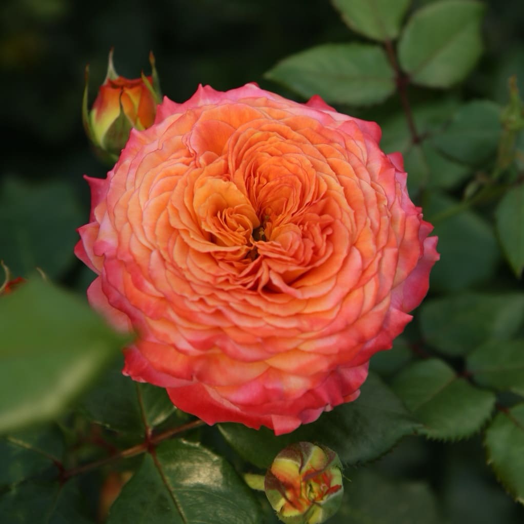 Rosa Meteor®