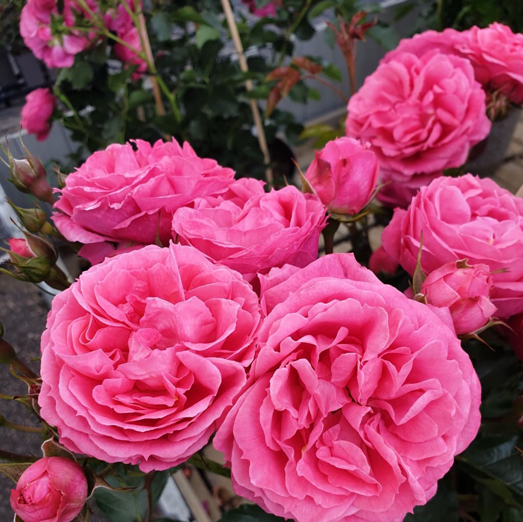 Rosa Moin Moin®