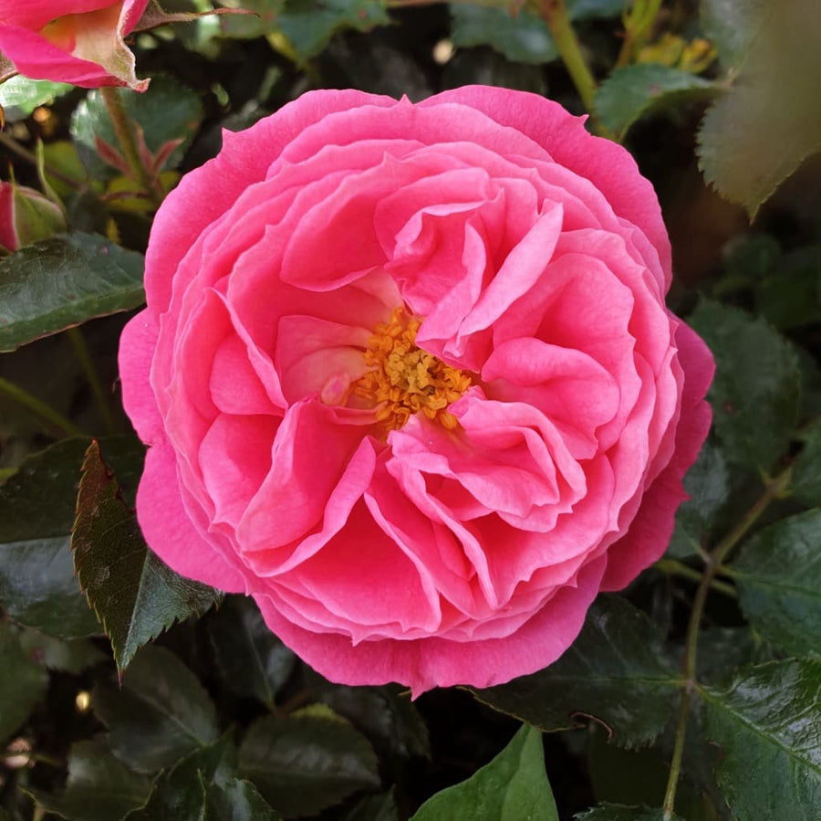Rosa Moin Moin®