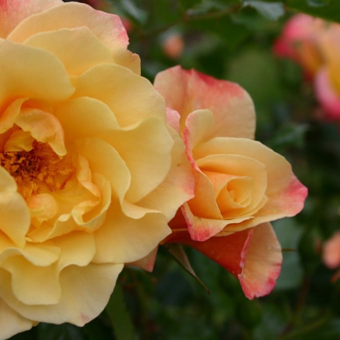 Rosa Moonlight®