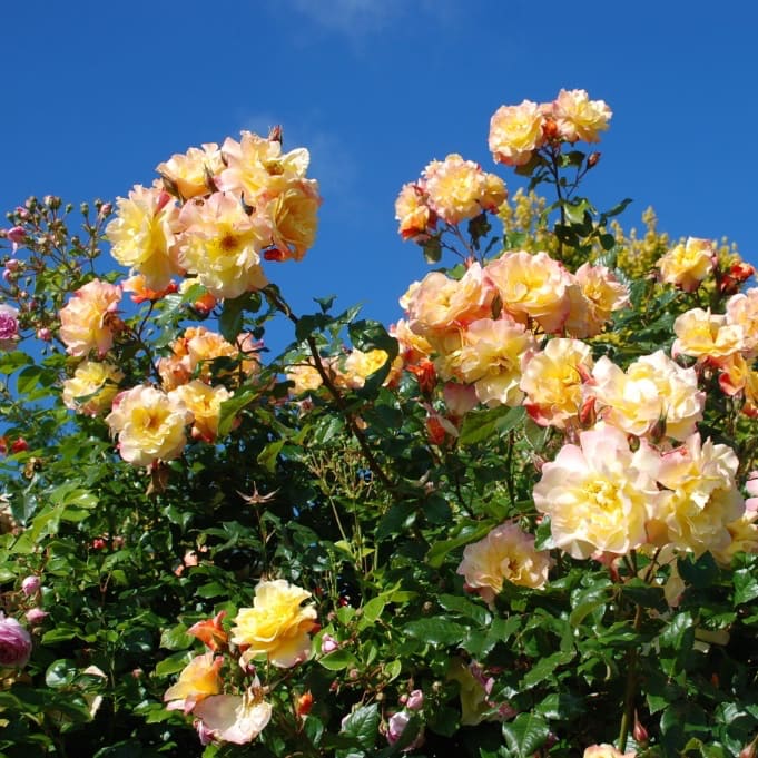 Rosa Moonlight®