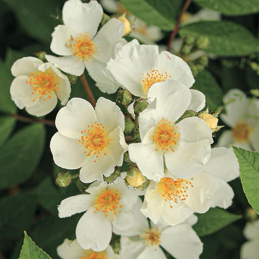 Rosa ‚Natura‘ Siluetta®