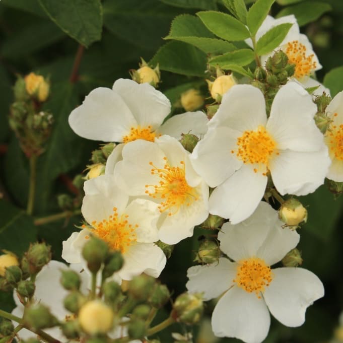 Rosa ‚Natura‘ Siluetta®