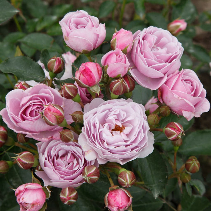 Rosa Nautica®