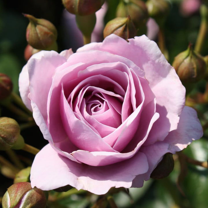 Rosa Nautica®