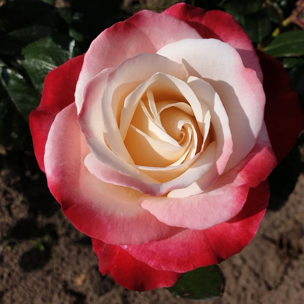 Rosa Nostalgie®