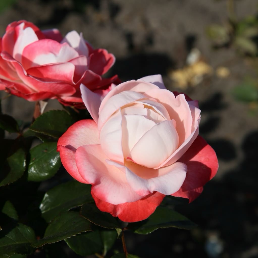 Rosa Nostalgie®