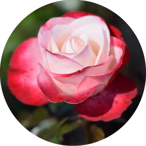 Rosa 'Nostalgie'®