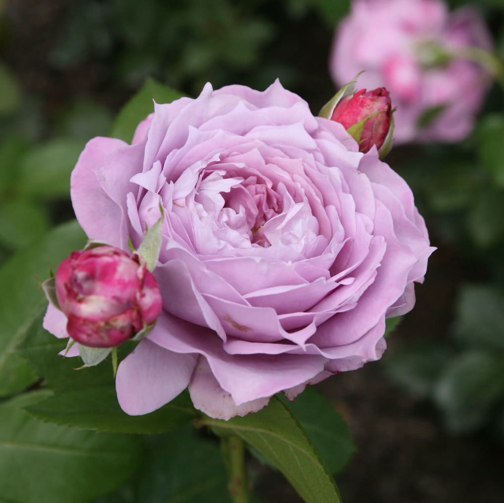 Rosa Novalis®