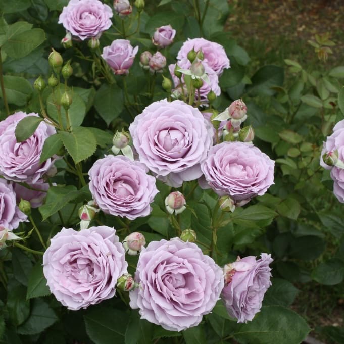 Rosa Novalis®