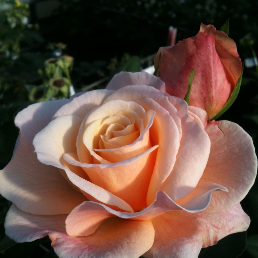 Rosa Oh Happy Day®