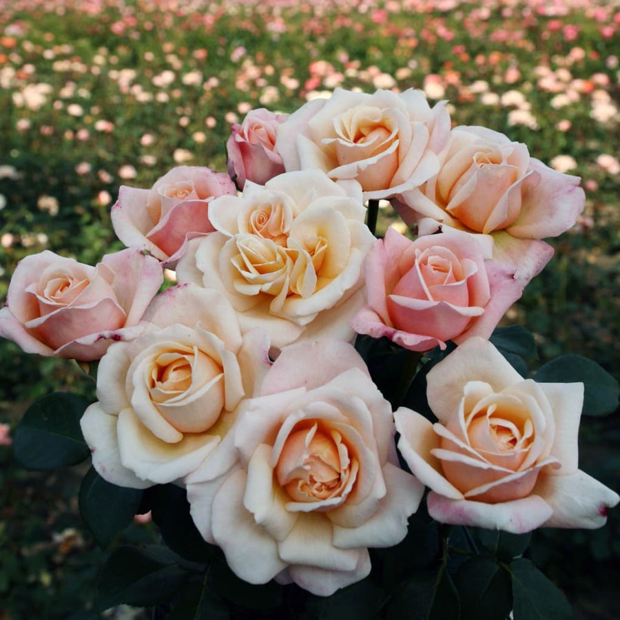 Rosa Oh Happy Day®