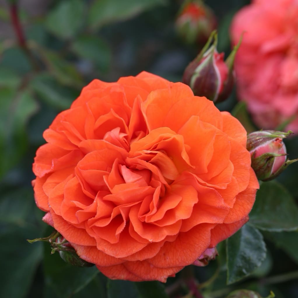 Rosa Orangerie®