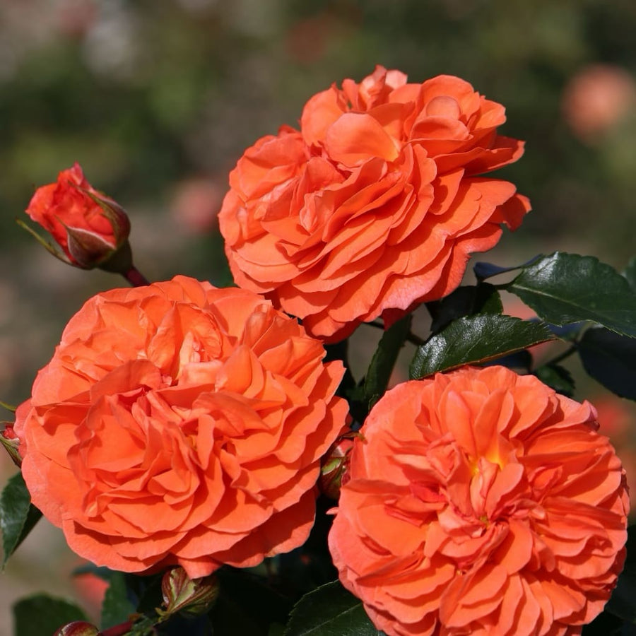 Rosa Orangerie®