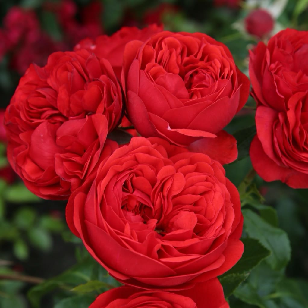 Rosa Out of Rosenheim®