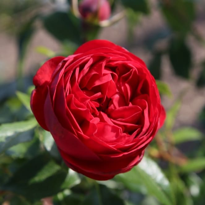 Rosa Out of Rosenheim®