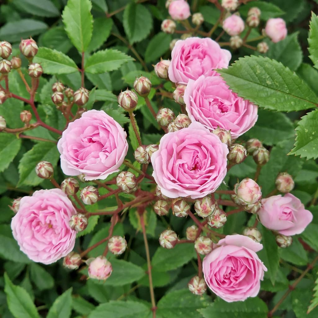 Rosa Pashmina®