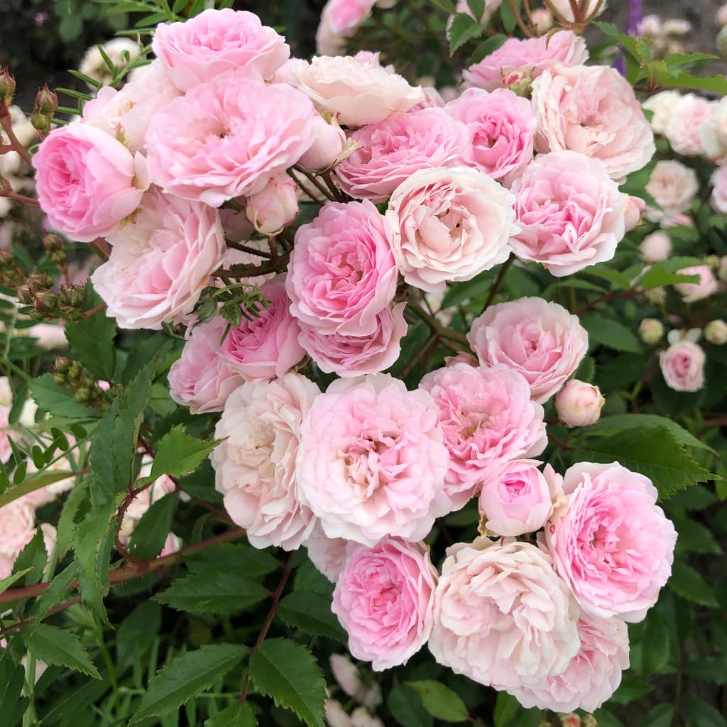 Rosa Pashmina®