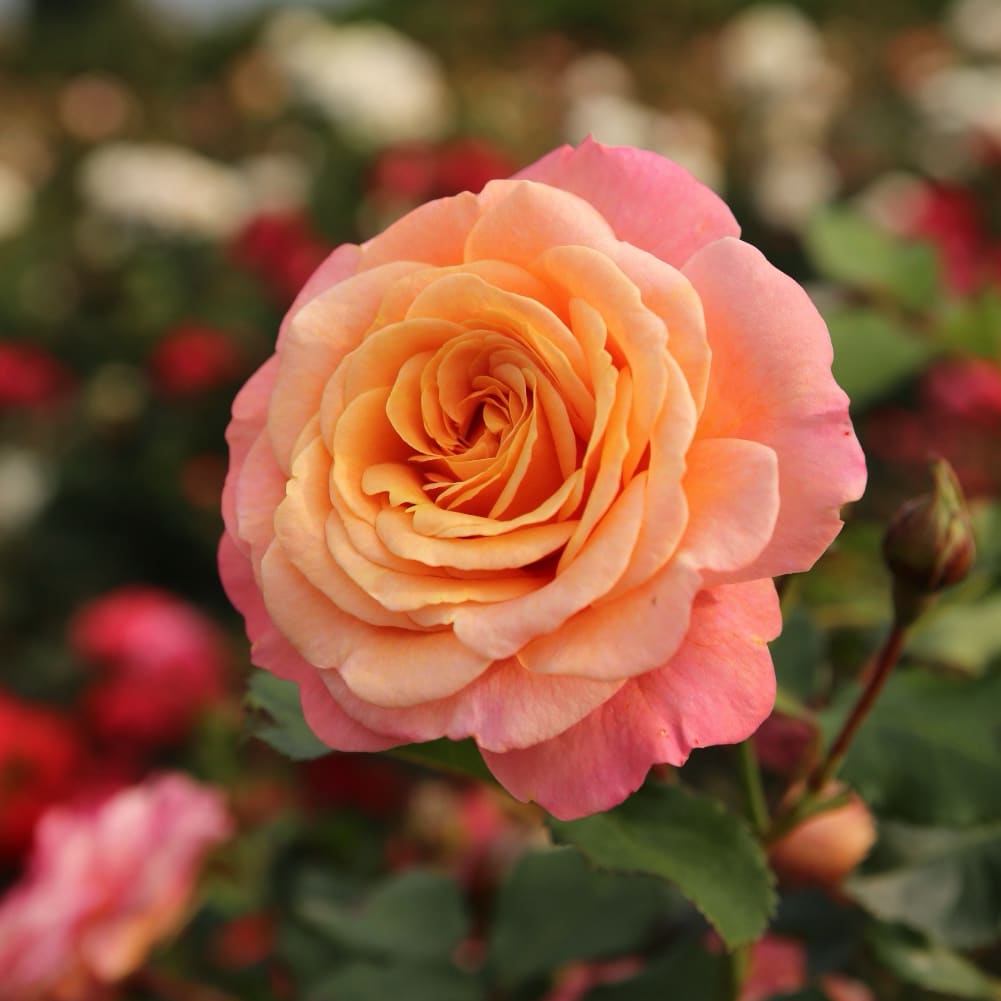 Rosa Peach Melba®